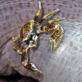 Porcelain crab

NIKON D7000 in a Seacam 