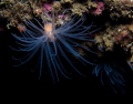 2 anemones