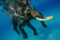 Well, Rajan again. As there is no category for swimming mammals I have put him into the 