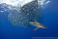 A floating board creates some open water refuge for these juvenile jacks. The Silky Sharks, Yellowfin Tuna, and Dolphins attacked this baitball.