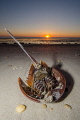 Horseshoecrab which didn´t make it back to the Atlantic during mating the night before. Of course, after the shooting the crab got flipped and made it easily back...