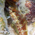 Colorful saddled blenny