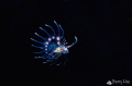 Flying~
Juvenile lion fish @ Tulamben, Bali