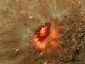 Caryophyllia smithii