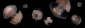 One single jelly shot several times, croped and assembled into one Jellyfish Panorama.