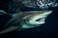 Black Tip Shark
