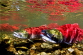 During the massive 2014 salmon run in Adams River, British Columbia (Canada) with nearly 12 million sockeyes migrating up the Fraser and Adams River this mature salmon couple catches a 'breath' before they continue to their final spawning grounds.