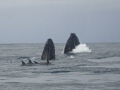 Whales doing a SPY HOP, during their migration through the waters of the South Coast of Natal, taken with a Sony DSC W7,