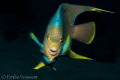 Beautiful Queen Angelfish - Electric!