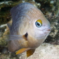 Damselfish protecting his reef from that lady with the camera again...