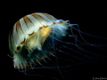 Chrysaora hysoscella. Marine Reserve 