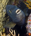 Nikon P7000 Shot in Simonstown