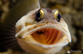 Ah....
Jawfish @ Anilao