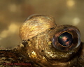 Flatfish (Pleuronectiformes)