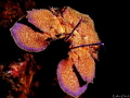Scyllarides latus. Mediterranean slipper lobster.