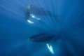 Humpbackwhale family dancing in the sunlight...