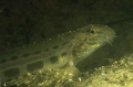 Three inch loach (cobitis taenia).
Just stopped chewing sand for dinner, wondering about the illumination.