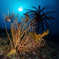 Lionfish cruising a fan...Cape Zanpa, Okinawa