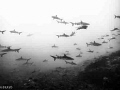 Wonderful dive in Fakarava lagoon, south pass in the Tuamotus.  White tips, black tips and gray sharks everywhere, literally 100's, all around.  We did 2 dives and 9 snorkel runs on incoming tides over a 10 day period, and never got tired of it!