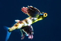 This 3 cm baby flying fish was caught just away from a small raft of sea weed and the riot of colors shape was to much to let pass by. Enjoy!