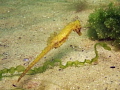 Yellow seahorse.