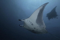 Diving with Mantas