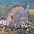 Curious cubera