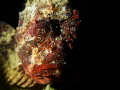 Scorpaena scrofa in the dark
Canon G7 + Underwater Photo-Video Light
