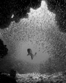 Tarpon entering grotto at dawn

During daytime silversides hide in caverns, swim-throughs, grottos and wrecks. As dawn settles the predators follow them.