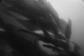 Kelp at Santa Cruz in the Channel Islands.