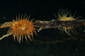 Another beauty from the 'barren' Browns Bay. 60mm  lens used.