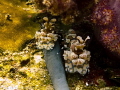 Harlequin Shrimps in Richeliu Rock