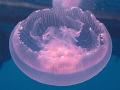 JELLY
