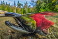 Male Sockeye Salmon taking a breath.