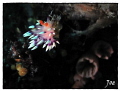 Flabellina taken with Canon G10 and handheld torch
