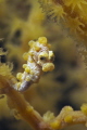 Juvenile Yellow Bargibanti