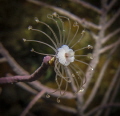 Solitary Gorgonian Hydroid