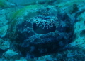 CROC FISH ON THISTLEGROM