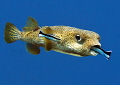 Porcupinefish
Beauty salon
Bunaken,Sulawesi,Indoneesia, Bunaken Island,
natural light