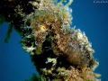 Perfect mimicry!!!! --- Mediterranean Seahorse