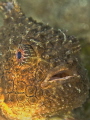Lumpsucker Portrait