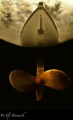 Fisherman boat's propeller from Golyazi/Turkey