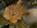 Lumpsucker