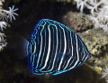 Aliwal Shoal, South Africa