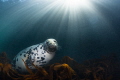 Atlantic Grey Seal and Sun Rays, Lundy Island