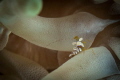 Anenome Shrimp