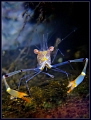 Smiling shrimp, G11