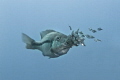 Shot of a notoriously difficult to photograph mouthbreeder, in 'mid-suck'. Malawi's mouthbreeders rear their babies in their mouths until they're fit to fend for themselves. It took me four months to get this shot!