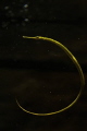 Pipefish
