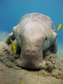 Dugong and pilot jacks eating seagrass
